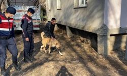Kayseri’de Köpek Dövüştüren 2 Kişi Yakalandı