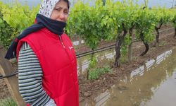 Bahar Yağışları Sarıgöl’de Verim Umudunu Artırdı