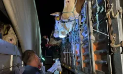 İstanbul’a Kurbanlık Hayvan Girişleri Başladı