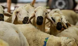 Çevreye ve Hayvanlara Zarar Veren Kurban Kesimine Ağır Ceza