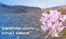 Pülümür Vadisi’nde çiğdemler yalancı bahara aldandı