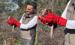 Tedavileri tamamlanan şahinler, doğaya kanat çırptı