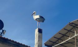 Leylek köyünde büyük sevinç: Eşi geldi, herkes Yaren'i bekliyor