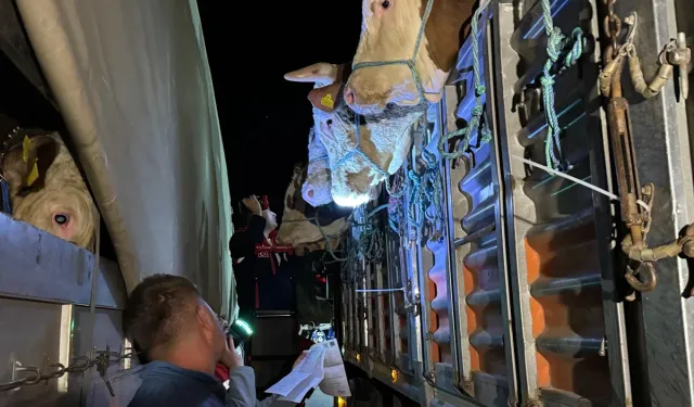 İstanbul’a Kurbanlık Hayvan Girişleri Başladı