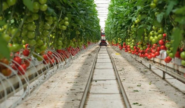 Yozgat’ta Jeotermal Su ile Domates Hasadı Başladı