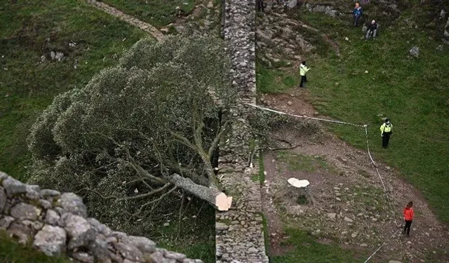 Tarihi Robin Hood Ağacını Kesen İki Kişiye Cezalandırma