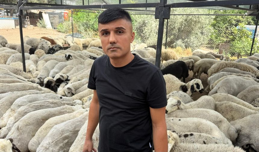 Karnı Şiş Kurbanlıklara Dikkat: Tuz ve Sumakla Dolandırıcılık Uyarısı