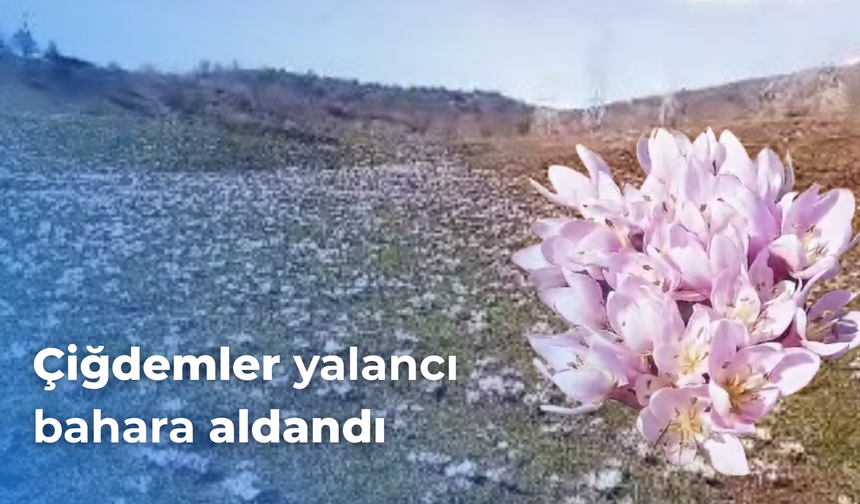 Pülümür Vadisi’nde çiğdemler yalancı bahara aldandı