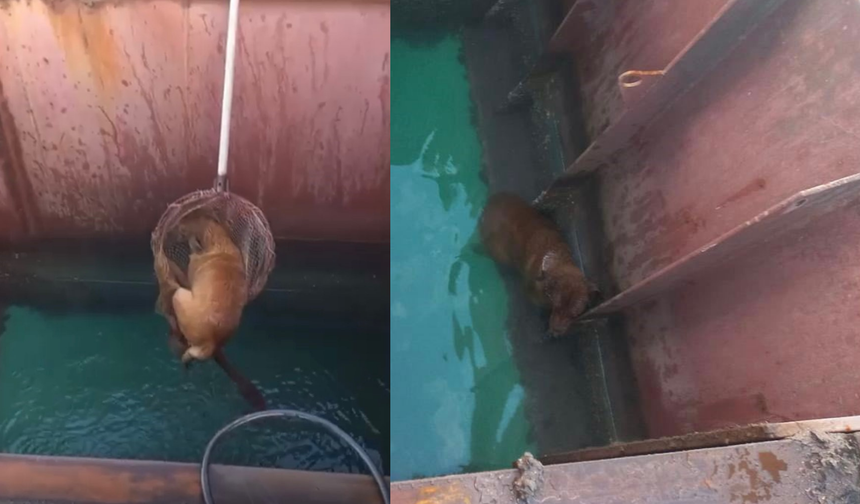 Gemiden denize düşen köpeği itfaiye kurtardı