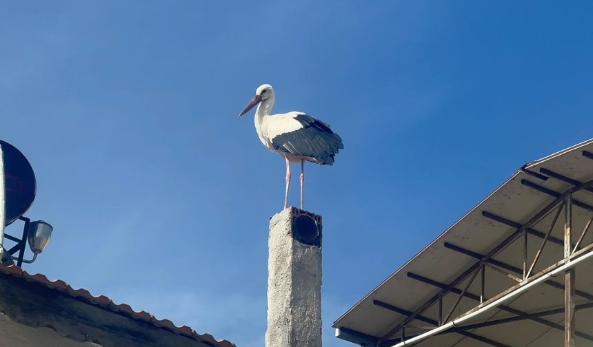 Leylek köyünde büyük sevinç: Eşi geldi, herkes Yaren'i bekliyor